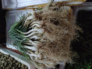 新鲜蔬菜深圳本地荞头带叶荞头 桥头极速发货500g广东满50元包邮