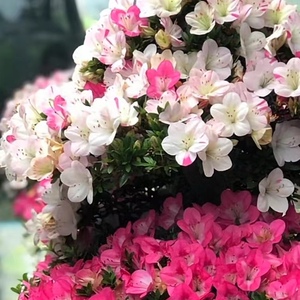 杜鹃花碧空日本皋月系列的品种一树多彩盆景素材小苗净化空气花卉