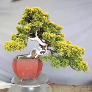 黄金真柏 斑叶真柏 柏树盆景素材苗 非系鱼川 庭院植物云片柏