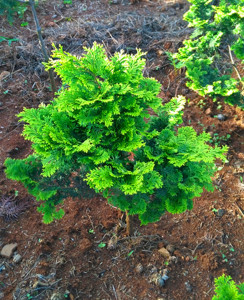柏树盆景 金边云片柏 孔雀柏 盆栽 庭院四季常绿 彩叶植物 包邮