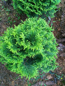 孔雀香柏 香柏树苗 柏树盆栽 柏树盆景素材苗 香柏 孔雀柏 绿植