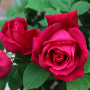 七惜玫瑰园【墨绒】灌木月季深红色绒边大花月季 高心卷杯状 抗病