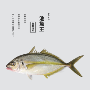 0015人付款淘宝池鱼王日本养殖日料生食刺身寿司生鱼