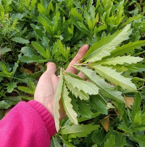 005人付款淘宝大蓟根500克野生晒干大小蓟刺蓟马蓟虎蓟刺儿菜中药材