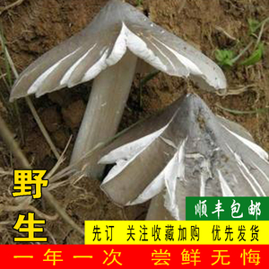 22年野生鸡枞菌新鲜伞把菇三堆菌荔枝白蚁菌重庆特产500g顺丰包邮