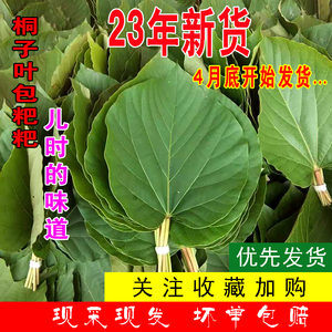 重庆发货23年新鲜桐子叶包粑粑现摘树叶油桐叶包材桐子果树苗包邮