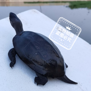 乌龟活体全黑碳墨龟半墨龟墨龟苗风水镇宅龟外塘中华草龟活体