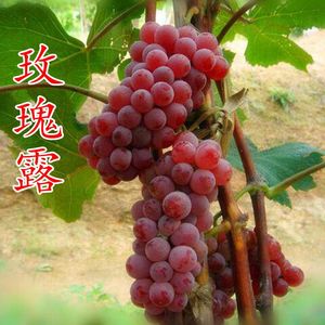 玫瑰露葡萄苗 南北方种植 葡萄苗新品种 盆栽地栽果树苗