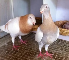 观赏鸽 蛇头鸽俄罗斯鸽鸽子大鼻子鸽