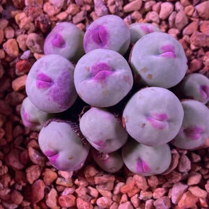 【大促】肉锥小红嘴嘟嘟嘴sub嘴1380b红嘴1年苗 3棵装