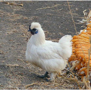 安吉土产 山村散养乌鸡老母鸡白凤乌骨鸡 草鸡走地鸡 买一送一