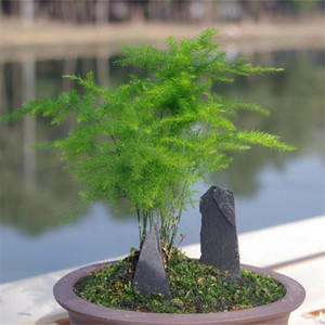 云松植物