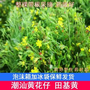 新鲜天然田基黄 潮汕黄花仔草地耳草雀舌草田基王 退黄草全草带根