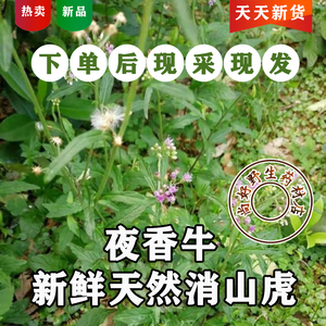 新鲜现采夜香牛天然消山虎小气菜寄色草一枝香夜牵牛中草药