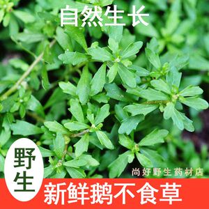 野生新鲜鹅不食草汁滴鼻无污染野生中草药鹅仔不吃草鸡肠草石胡荽
