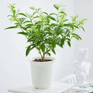 夜来香盆栽驱蚊香草植物