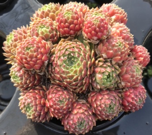 皮克尼斯 pekinese 长生草系列 多头群生 迷你小型种 多肉 植见