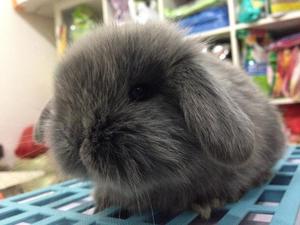 兔子活物垂耳兔宠物兔活侏儒兔小型迷你兔兔子活体长毛猫猫兔活体