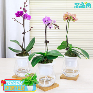 蝴蝶兰瓶苗
