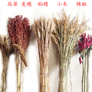 农作物干花装饰麦穗稻谷高粱穗小米穗五谷农产品丰收节黄金大麦