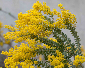 刀叶金合欢树苗 acacia cultriformis金色光芒 10厘米盆栽苗