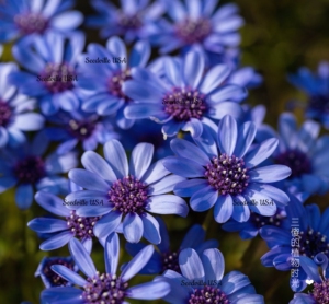 663人付款淘宝玛格丽特盆栽苗开花蓝色小雏菊满天星阳台庭院花卉耐寒