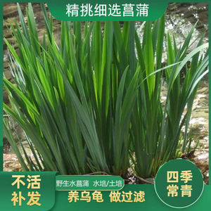 tb136916796淘宝茴香菖蒲 洗手香 带手香 沙姜 路边香 三柰香 香
