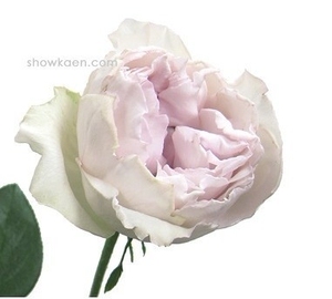 伊芙"妖精香水"浓香月季 盆栽