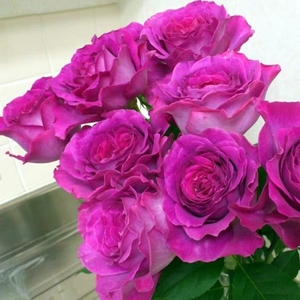 伊芙 蓝宝石 浓香月季 盆栽