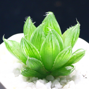 宝草玉露 水晶宝草 多肉植物多肉组合盆栽室内绿植办公室防辐射