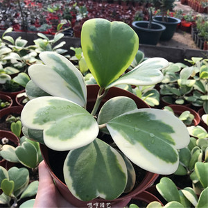 心叶球兰锦多肉植物情人球兰爬藤植物室内盆栽绿植情人花心形垂吊