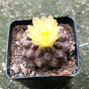 墨西哥精品仙人球【蜥蜴皮】疣仙人易养盆栽开花美观防辐射吸甲醛
