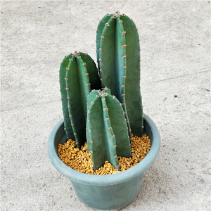 仙人掌 量天尺 龙神木 福禄寿 吸甲醛防辐射 北欧风复古创意盆栽