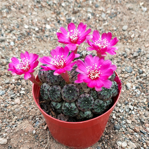 仙人球欧州进口 多肉植物紫丽丸群生【青蛙王子】 嫁接落地吸甲醛