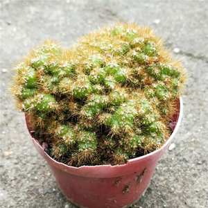 虎头山多肉植物【黄金山影】仙人掌科桌面办公室小盆景防辐射花卉