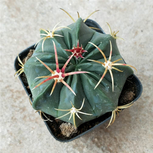 仙人球【赤城】易养开花美观 办公桌 防辐射吸甲醛 绿植盆栽