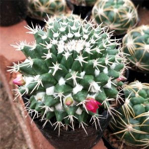 仙人球精品【毛象】易养开花美观 办公桌 防辐射吸甲醛 绿植盆栽