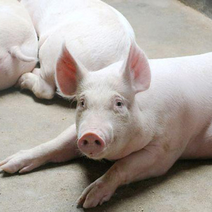 猪仔活苗太湖母猪仔猪土猪崽黑猪二元长白母猪种猪小猪仔活猪养殖