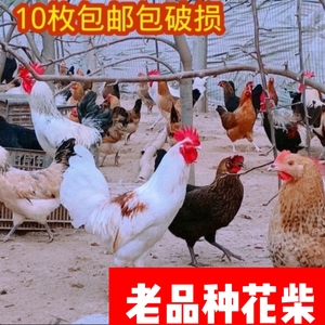 花柴鸡高产老品种土鸡种蛋受精蛋可孵化小鸡种蛋破损包赔草鸡