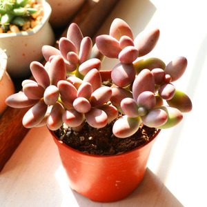 贵妇指伪群生多肉植物办公室内阳台四季绿植正欣园艺广州多肉精灵