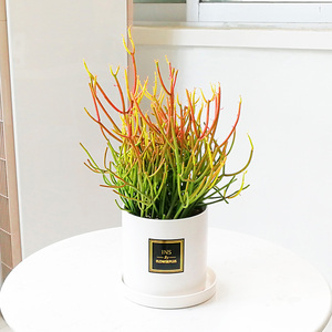 火焰红珊瑚大型绿植庭院光棍树锦大戟科多肉植物冬天变红正欣园艺