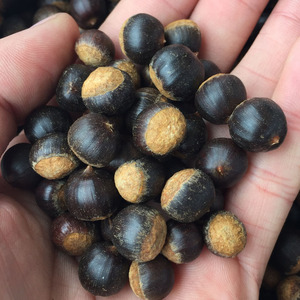 米锥栗野生野果小板栗刺锥沟圆子钩子龙眼子园子甜珠梨木锥钻梨