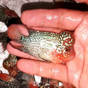 疯狂水族淘宝新象水族泰国进口亚成罗汉鱼活体鸿运