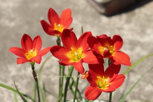 单瓣风雨兰 新加坡的骄傲 满百包邮非偏远地区