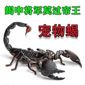 宠物帝王蝎多款宠物雨林蝎子雨林蝎亚洲假帝王蝎活体幼体孕母特大
