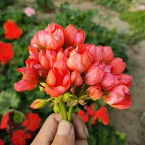 直立天竺葵花苗 红色潘多拉 红郁 郁金香花型 10*10营养钵苗