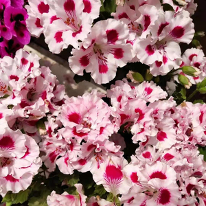 大花天竺葵花苗 索菲亚教皇 营养钵苗 阳台开花盆栽花卉