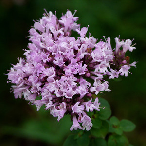 售完铜锅蒸馏百里酚百里香纯露500ml 痘痘粉刺孕妇禁用限地区包邮