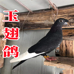 小嘴玉翅黑玉翅鸽紫玉翅鸽观赏鸽凤头高飞种鸽青年幼崽保健康