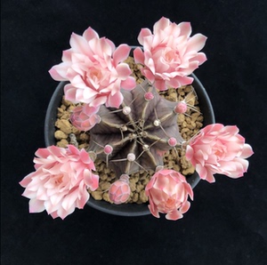 肋骨正版绯牡丹锦仙人球裸萼球属实生开花一物一拍包邮